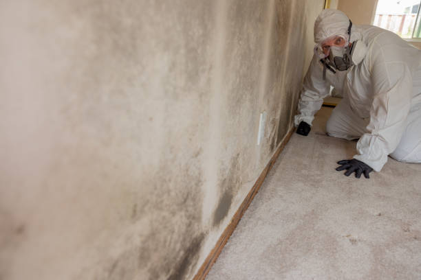 Best Forensic Mold Investigation  in Newport, AR